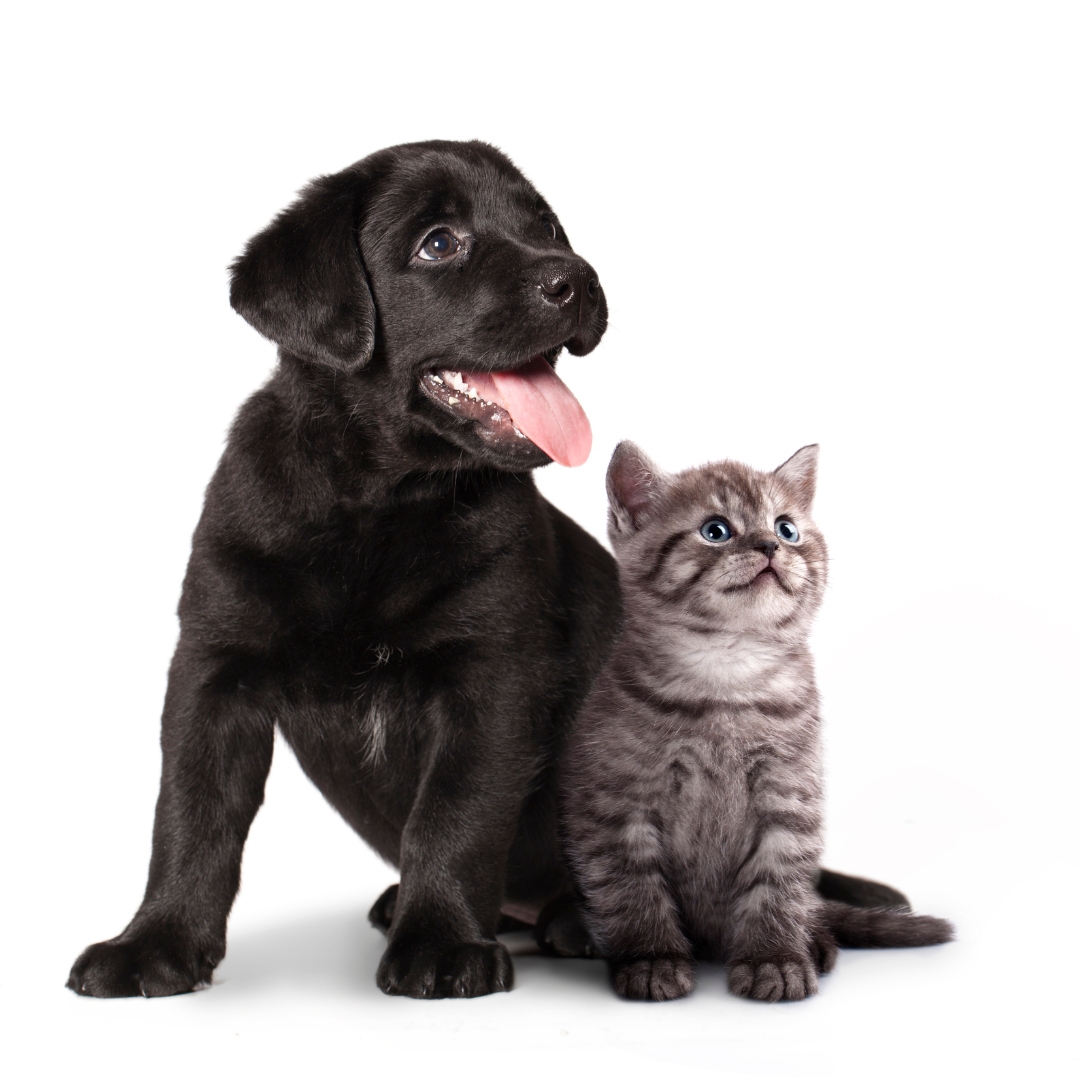 Le allergie stagionali