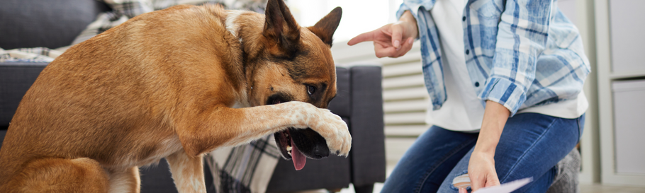 5 errori da evitare quando si sgrida il cane