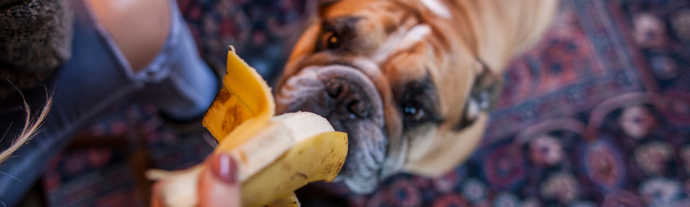 Cani e gatti possono mangiare le banane?