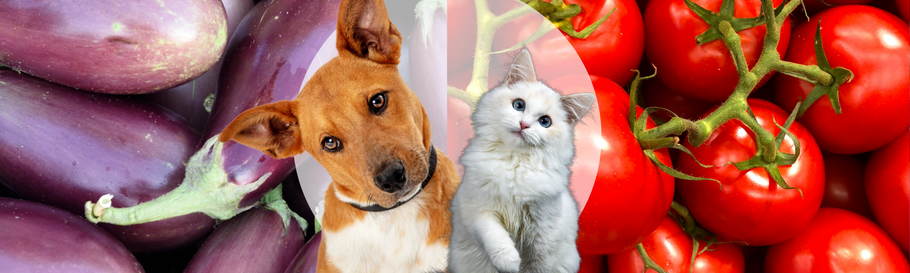 Cani e gatti possono mangiare pomodori e melanzane?