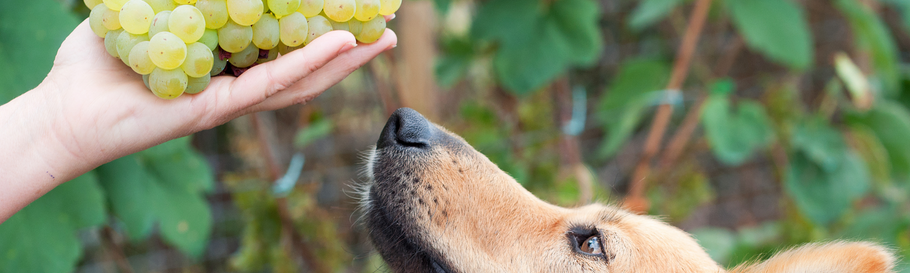 Cani e gatti possono mangiare l'uva?