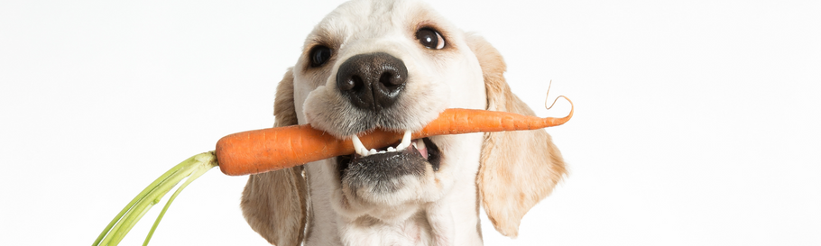 I cani possono mangiare le carote?