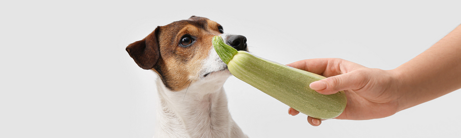 I cani possono mangiare le zucchine?