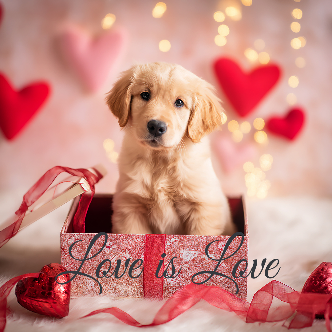 San Valentino nel regno animale: storie d’amore che durano una vita