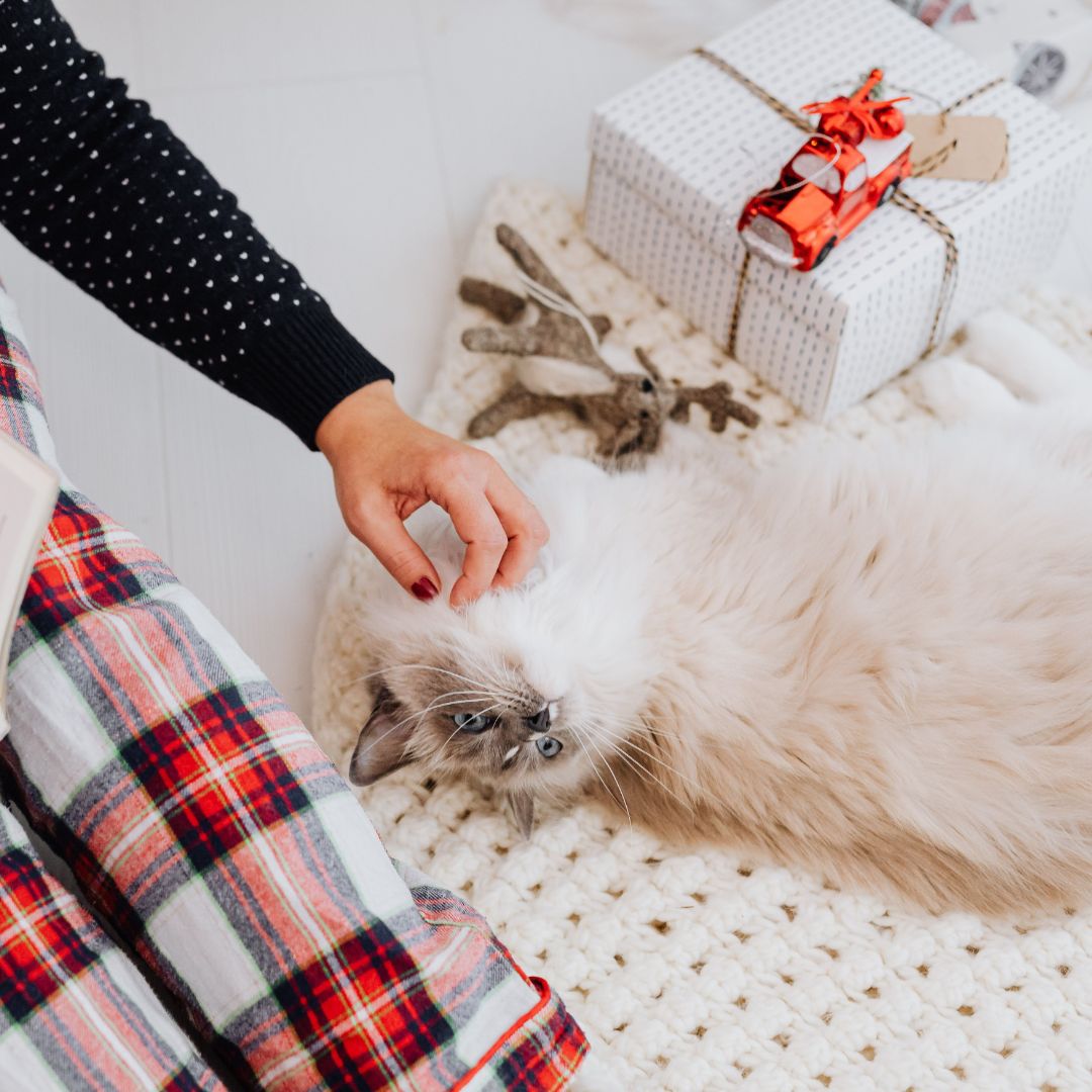 Capodanno e fuochi d’artificio: una festa che spaventa gli animali