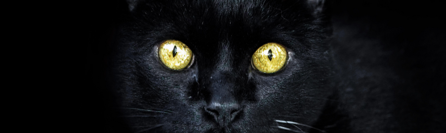 Perchè gli occhi del gatto brillano nel buio?