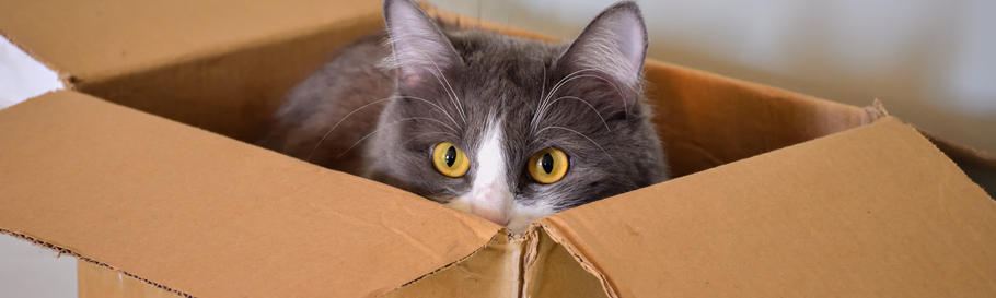 Perchè i gatti amano le scatole di cartone?
