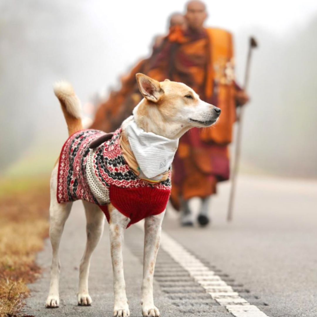 Aloka, il cane randagio che cammina per la pace