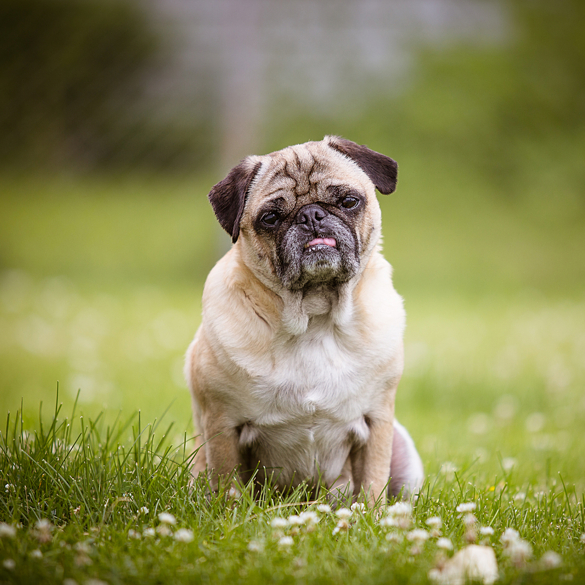 Valentino e i suoi Carlini: un amore che supera l’alta moda