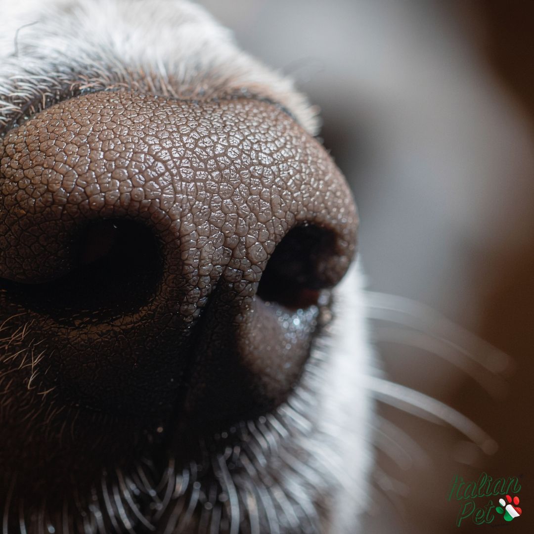 Perché i cani hanno i baffi?